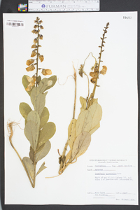 Crotalaria spectabilis image