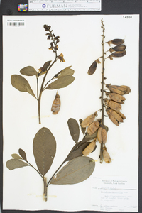 Crotalaria spectabilis image