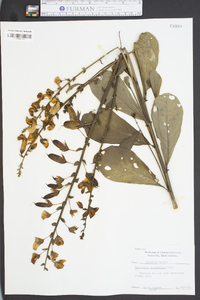 Crotalaria spectabilis image