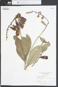 Crotalaria spectabilis image