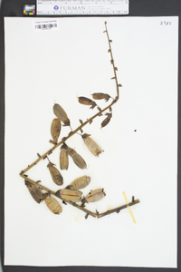 Crotalaria spectabilis image