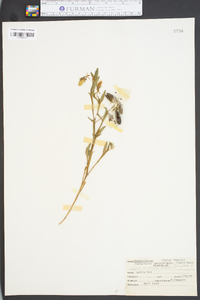 Crotalaria rotundifolia image