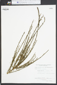 Cytisus scoparius image