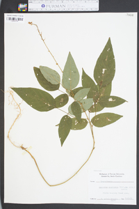 Desmodium cuspidatum image