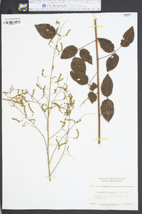 Desmodium laevigatum image