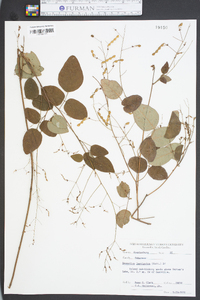 Desmodium laevigatum image