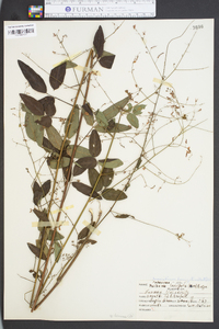 Desmodium laevigatum image