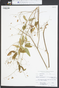 Desmodium marilandicum image