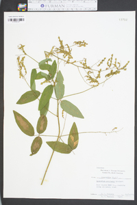 Desmodium perplexum image