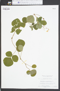 Desmodium rotundifolium image