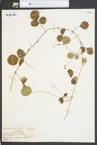 Desmodium rotundifolium image