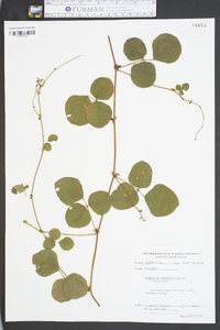 Desmodium rotundifolium image