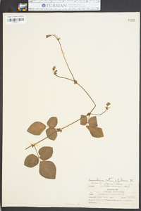 Desmodium rotundifolium image