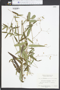 Desmodium strictum image