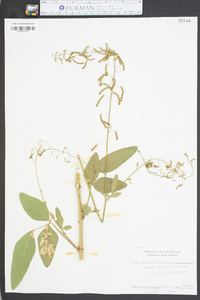 Desmodium tortuosum image