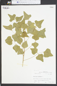 Erythrina herbacea image