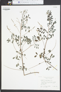 Indigofera caroliniana image