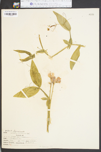 Lathyrus latifolius image