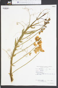 Lathyrus latifolius image