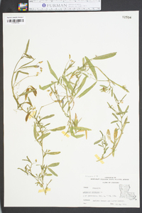 Lathyrus hirsutus image