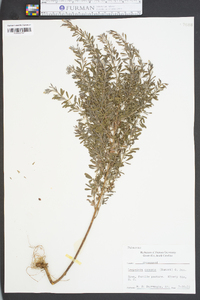 Lespedeza cuneata image