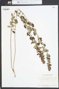 Lespedeza intermedia image