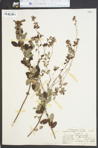 Lespedeza × nuttallii image