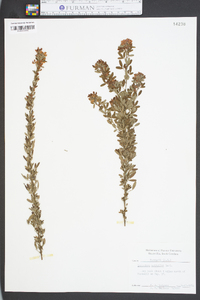 Lespedeza × nuttallii image