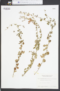 Lespedeza procumbens image