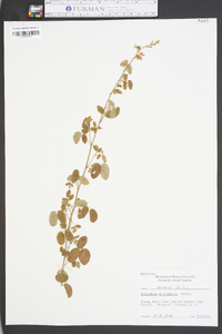 Lespedeza procumbens image