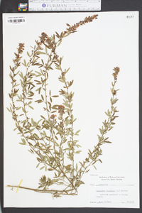 Lespedeza virginica image