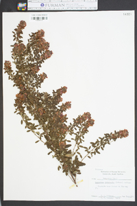 Lespedeza intermedia image