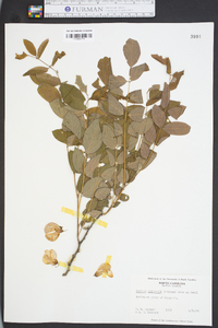 Robinia elliottii image