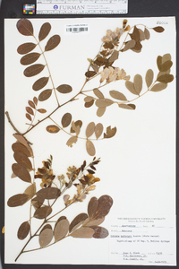 Robinia hartwegii image