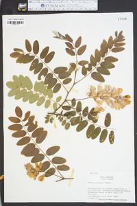 Robinia hartwegii image