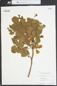 Robinia hispida image