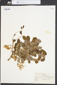 Robinia hispida image