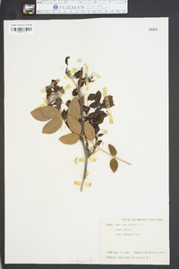 Robinia hispida image