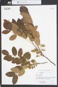 Robinia hispida image