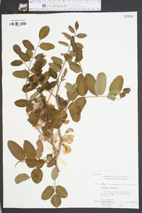 Robinia hispida image