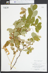Robinia kelseyi image