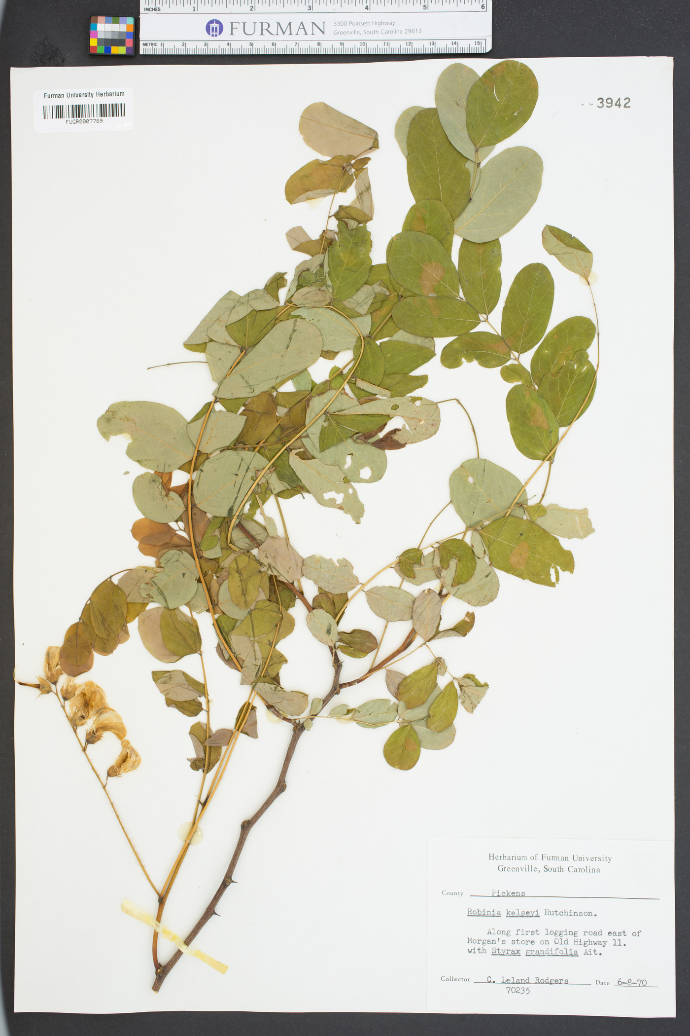 Robinia kelseyi image