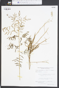 Mimosa microphylla image