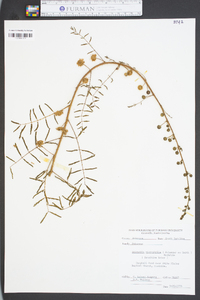 Mimosa microphylla image