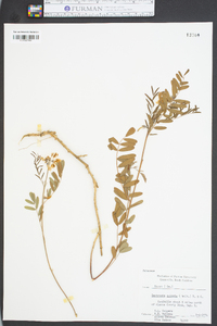 Tephrosia spicata image