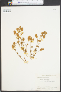 Trifolium arvense image