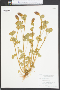 Trifolium incarnatum image