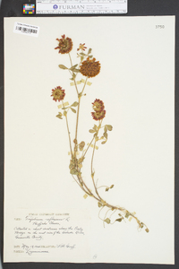 Trifolium reflexum image