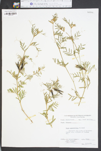 Vicia sativa subsp. nigra image