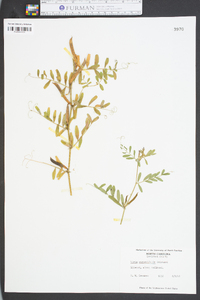 Vicia sativa subsp. nigra image